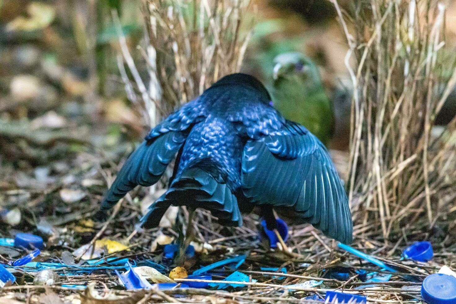 Satin Bowerbird in Australia photo