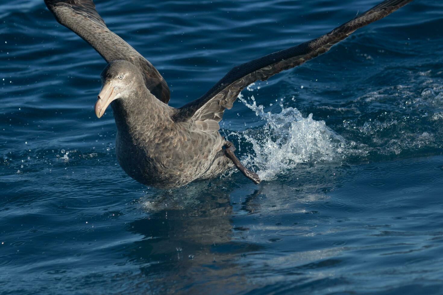Northern Giant Petrel photo
