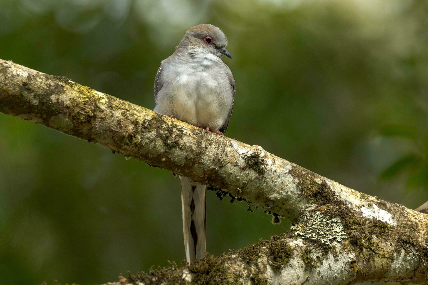 Diamond Dove in Australia photo