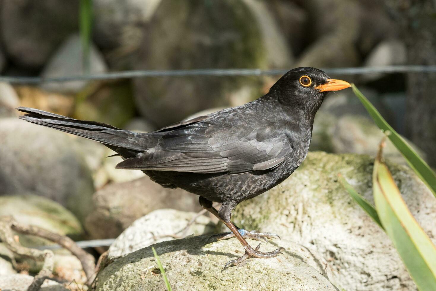 European Blackbird in Australasia photo