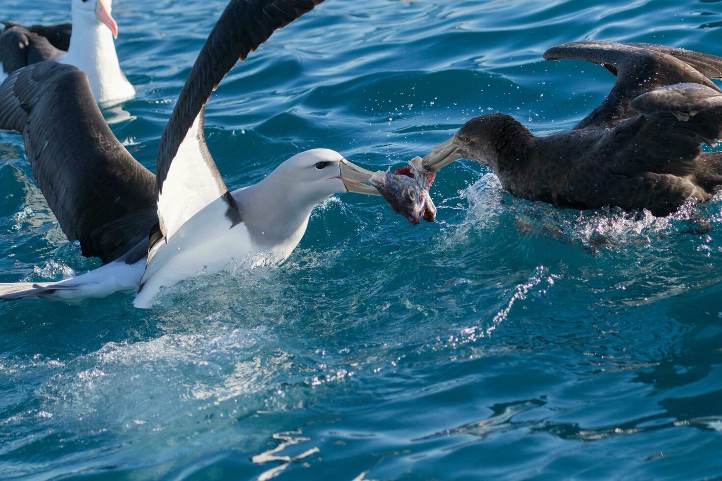 Northern Giant Petrel photo