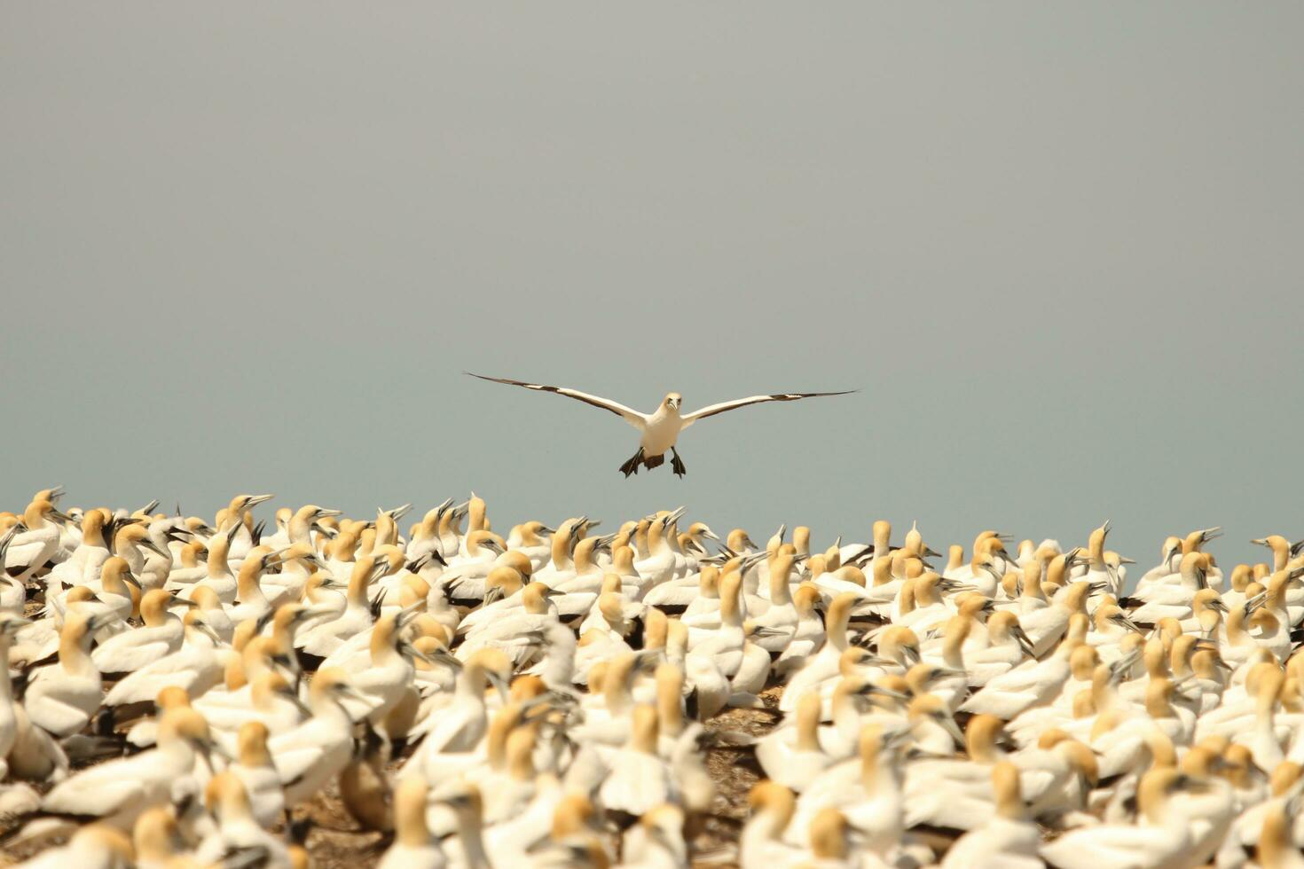 australasiano gannet en australasia foto