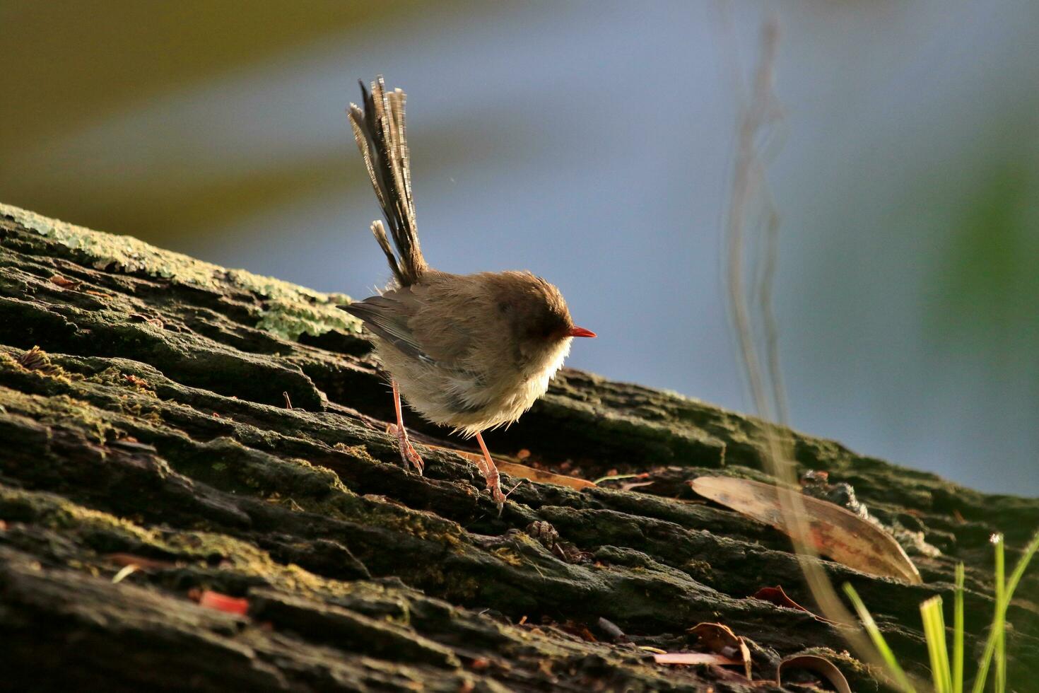 Splendid Fairywren in Australia photo