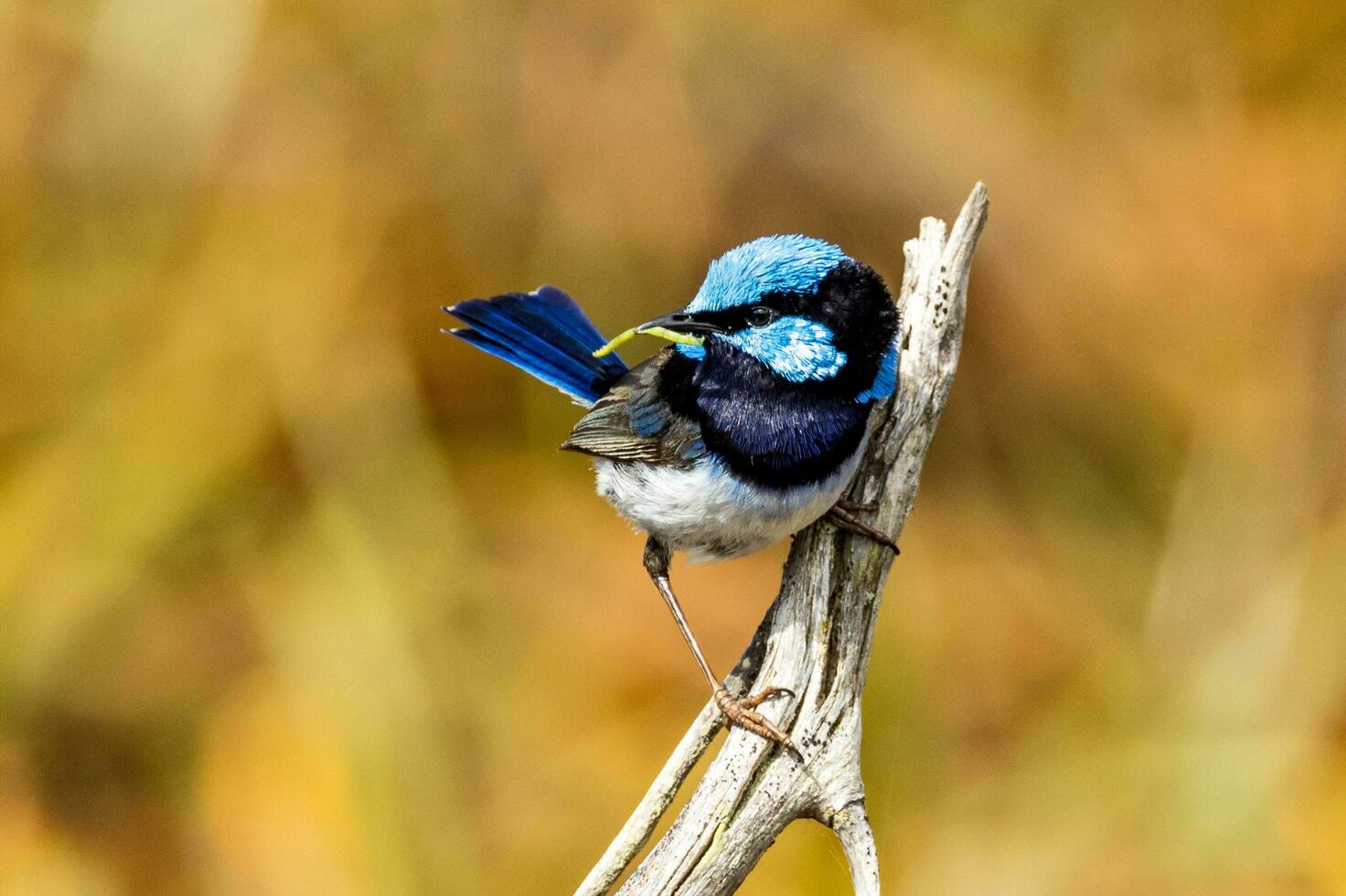 Superb Fairywren in Australia photo