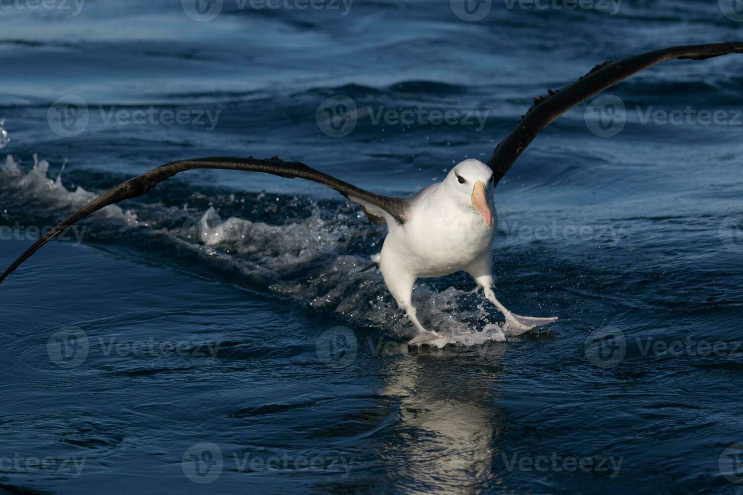 Black-browed Albatross in Australasia photo