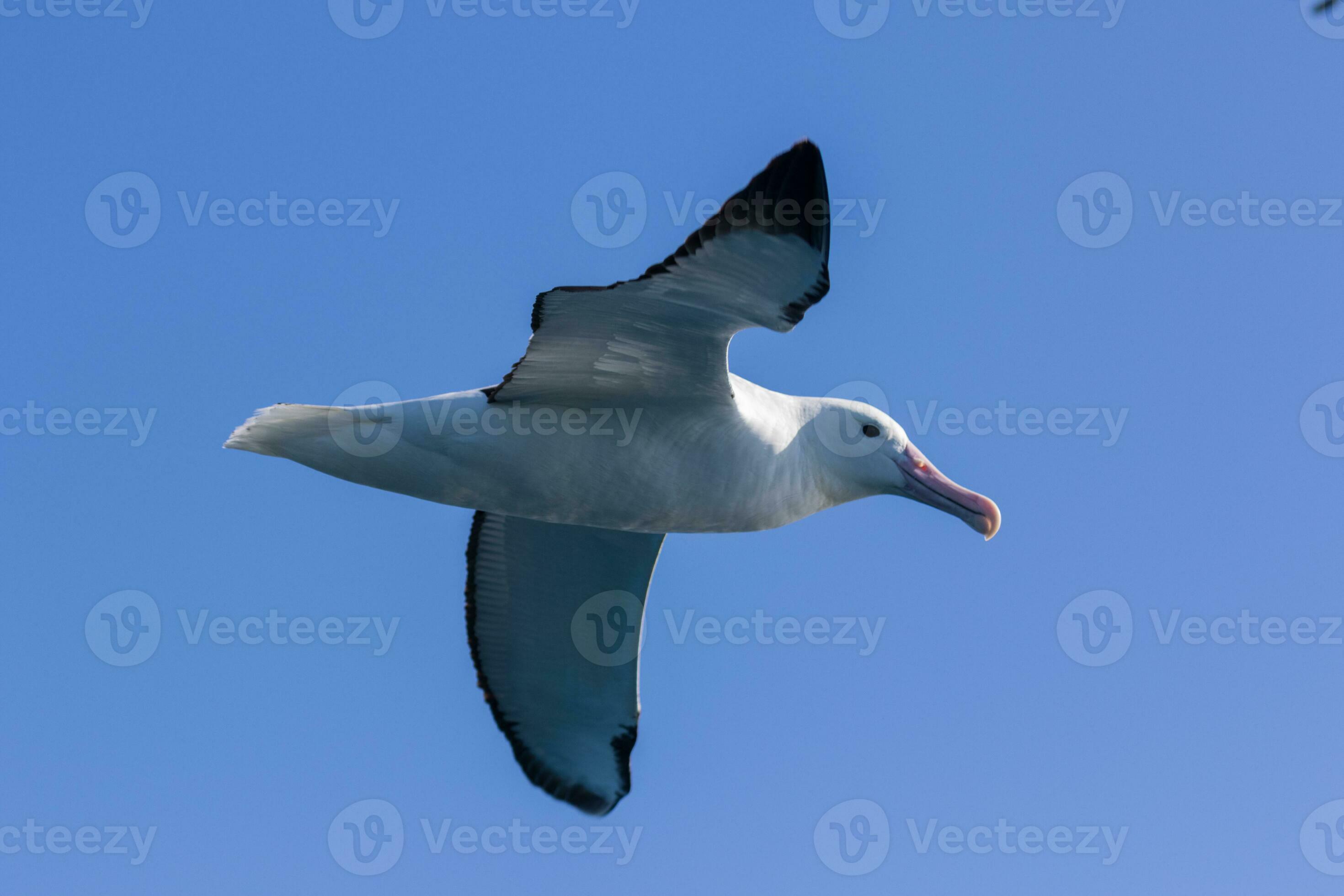 Northern Royal Albatross 24736348 Stock Photo at Vecteezy