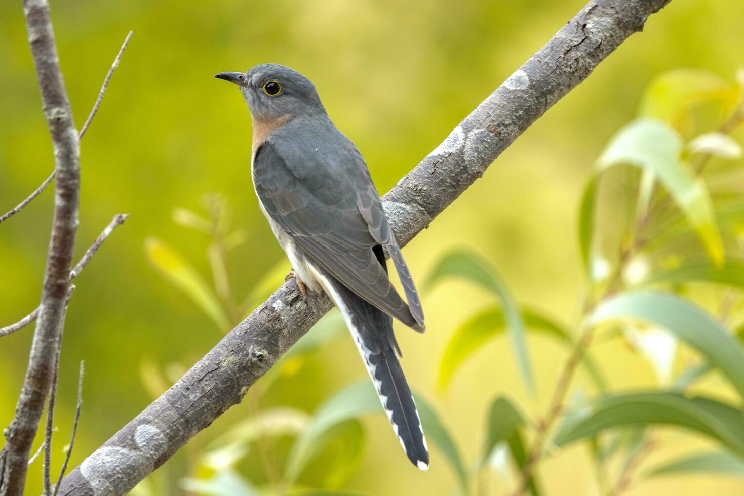 Fan-tailed Cuckoo in Australia photo
