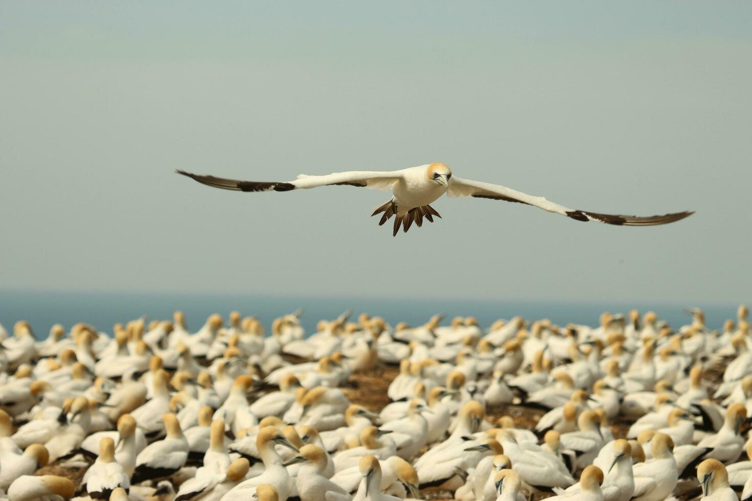 australasiano gannet en australasia foto