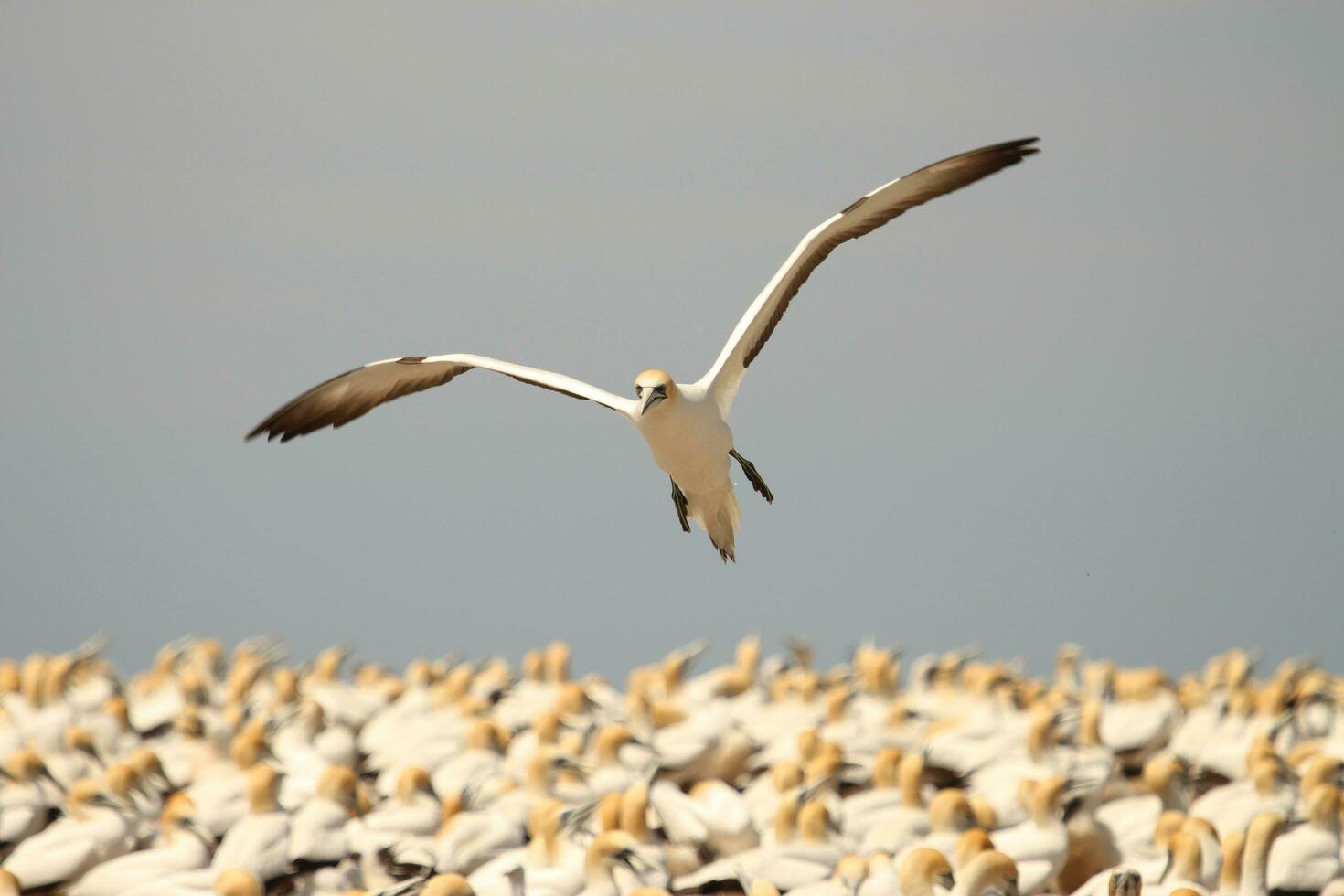 australasiano gannet en australasia foto