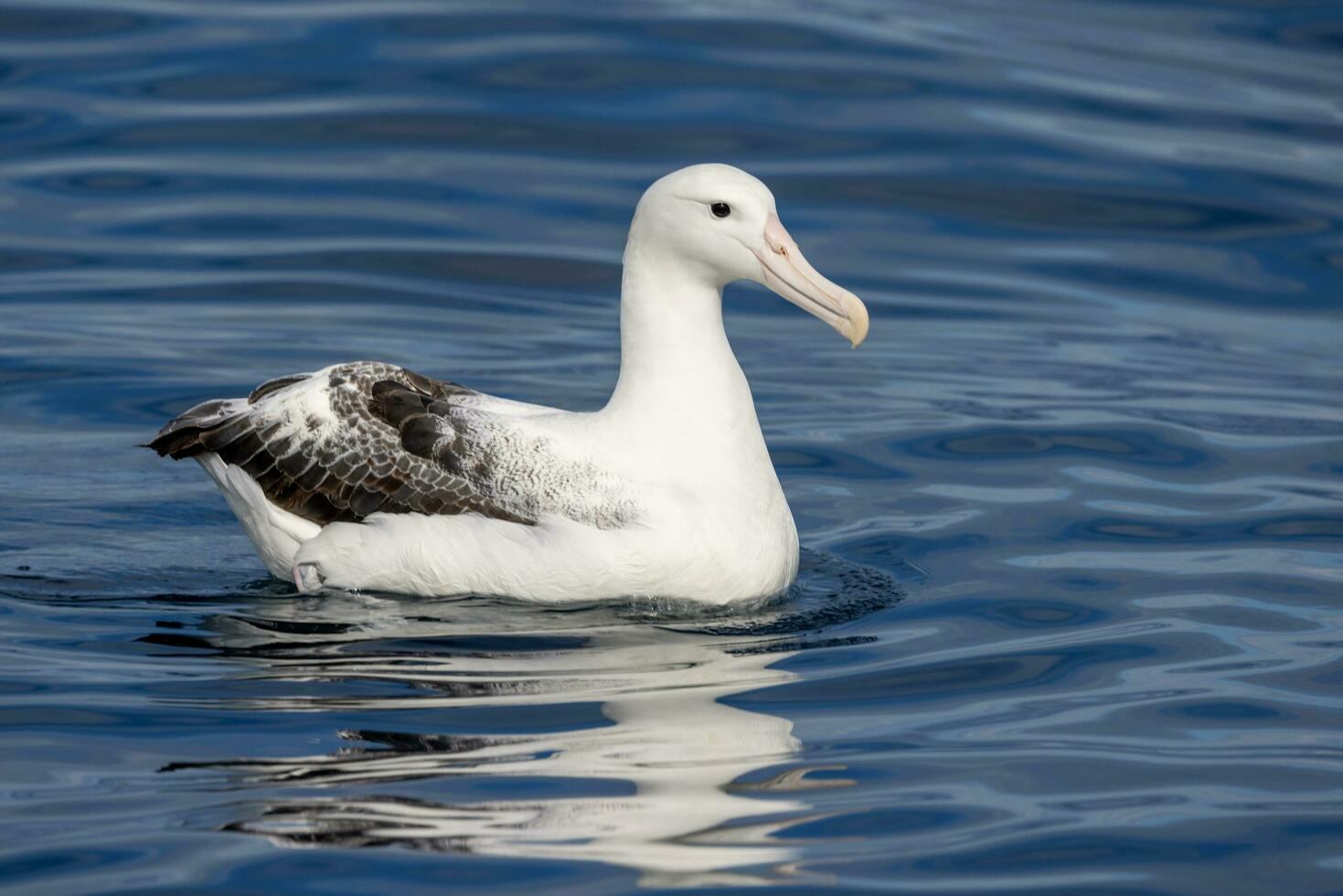 Southern Royal Albatross in Australasia photo