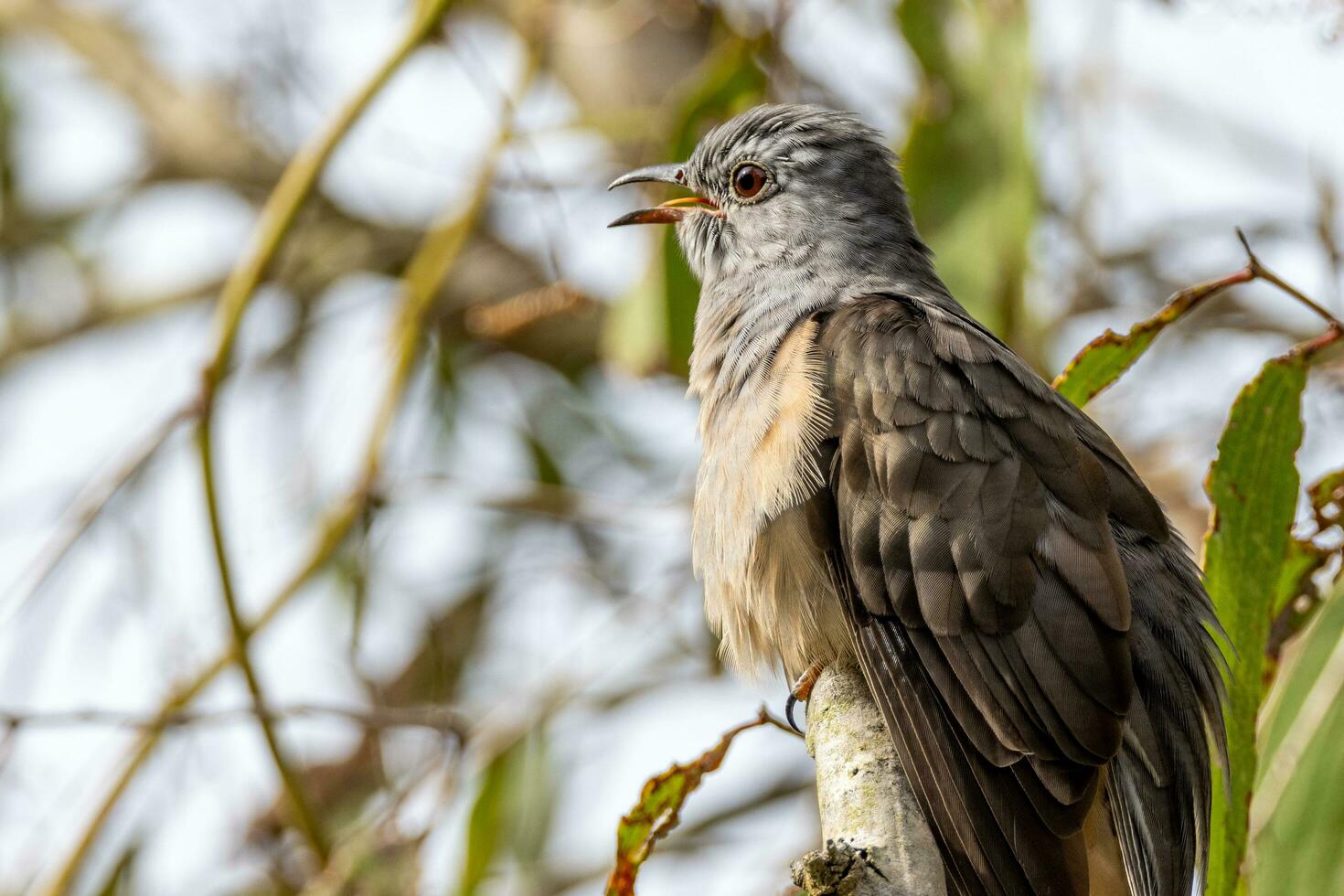 Brush Cuckoo in Australia photo