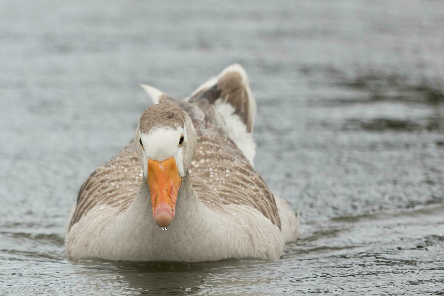 Greylag ganso en australasia foto