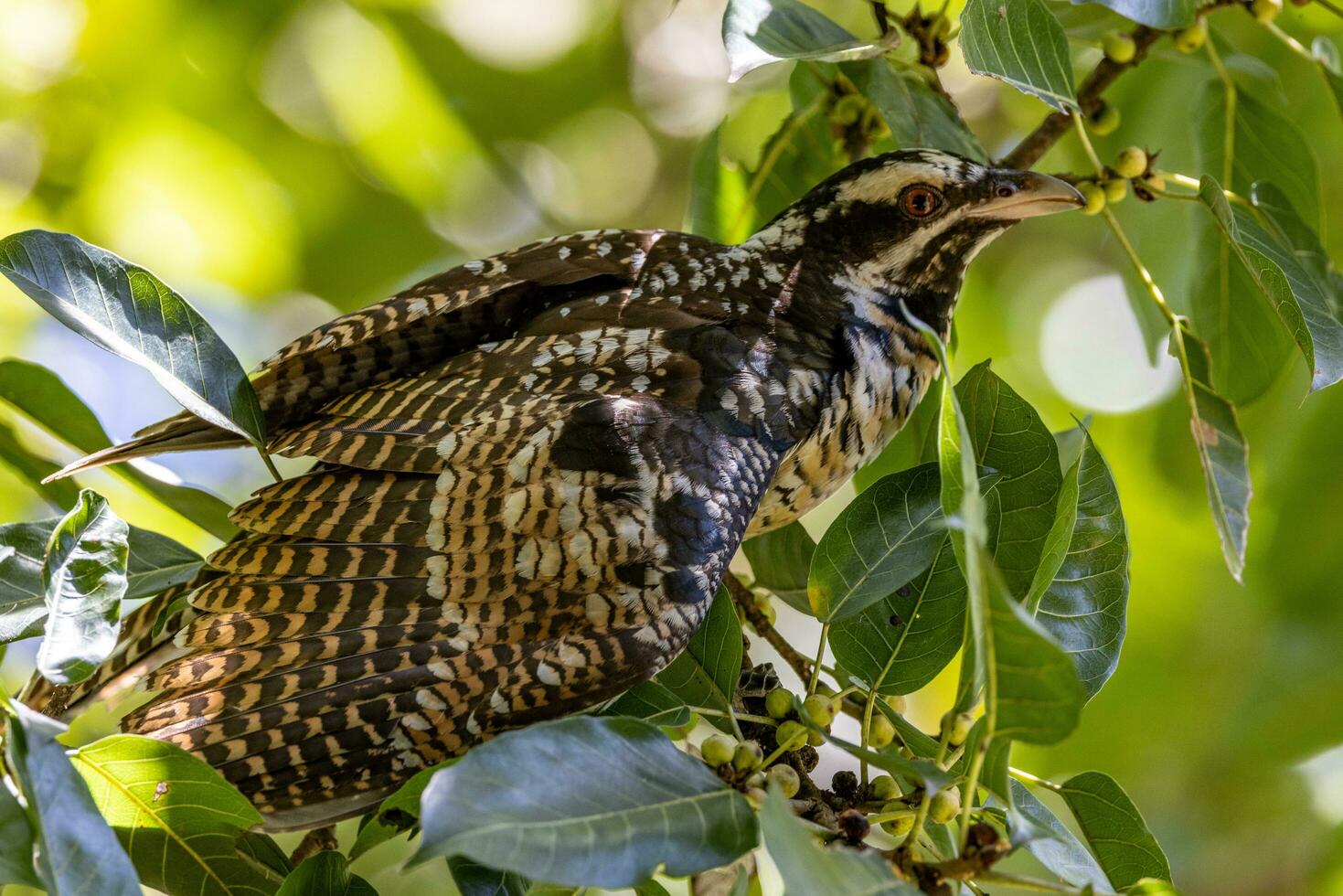 Pacific Koel in Australia photo