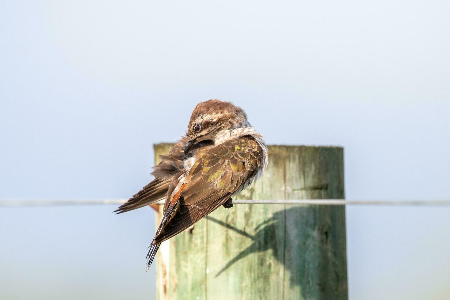 Horsfield's Bronze Cuckoo in Australia photo