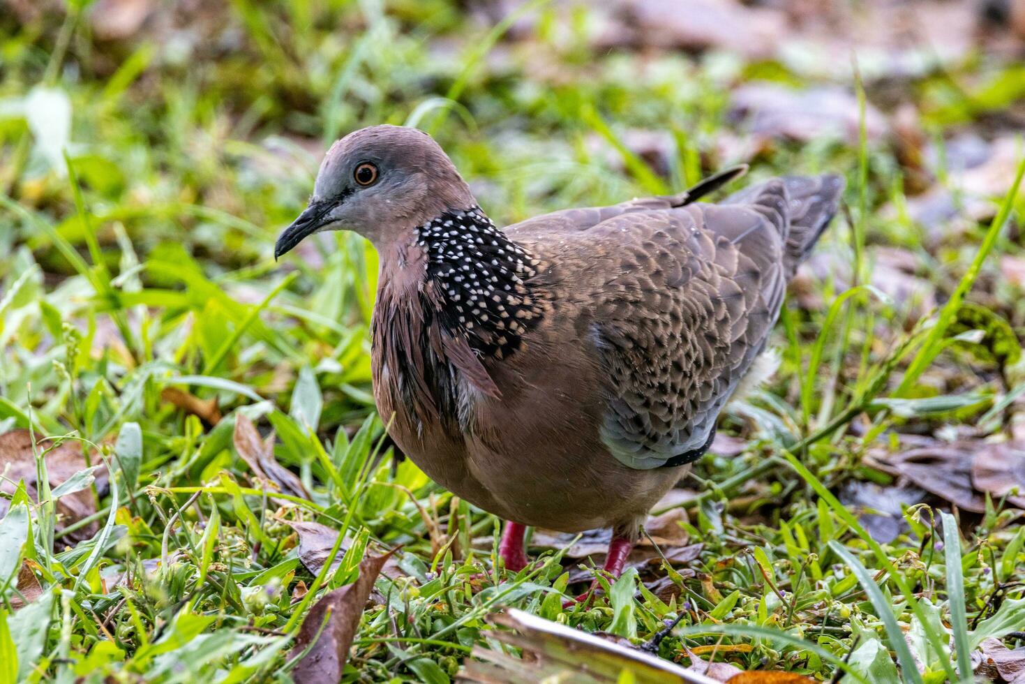 Spotted Dove in Australia photo