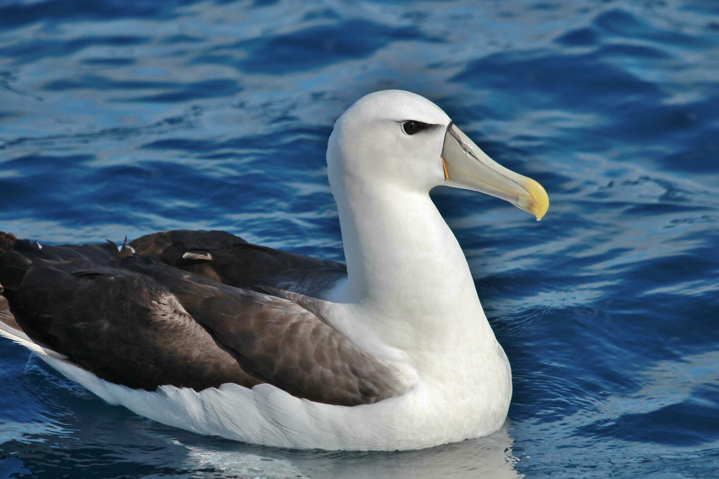 White-capped Mollymawk Albatross photo