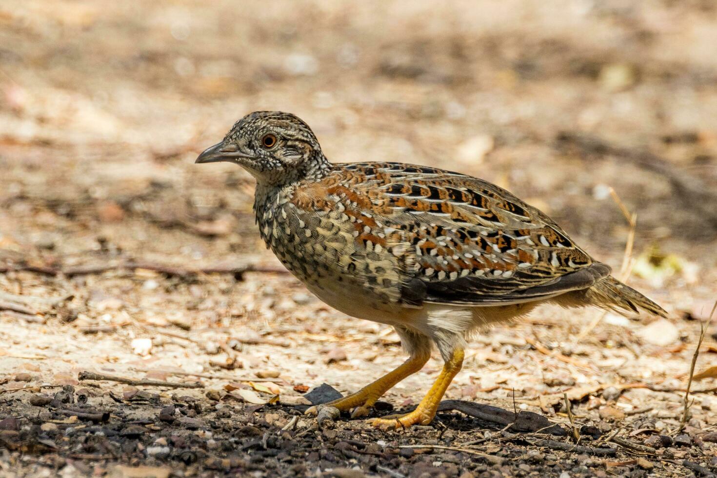 Painted Buttonquail in Australia photo