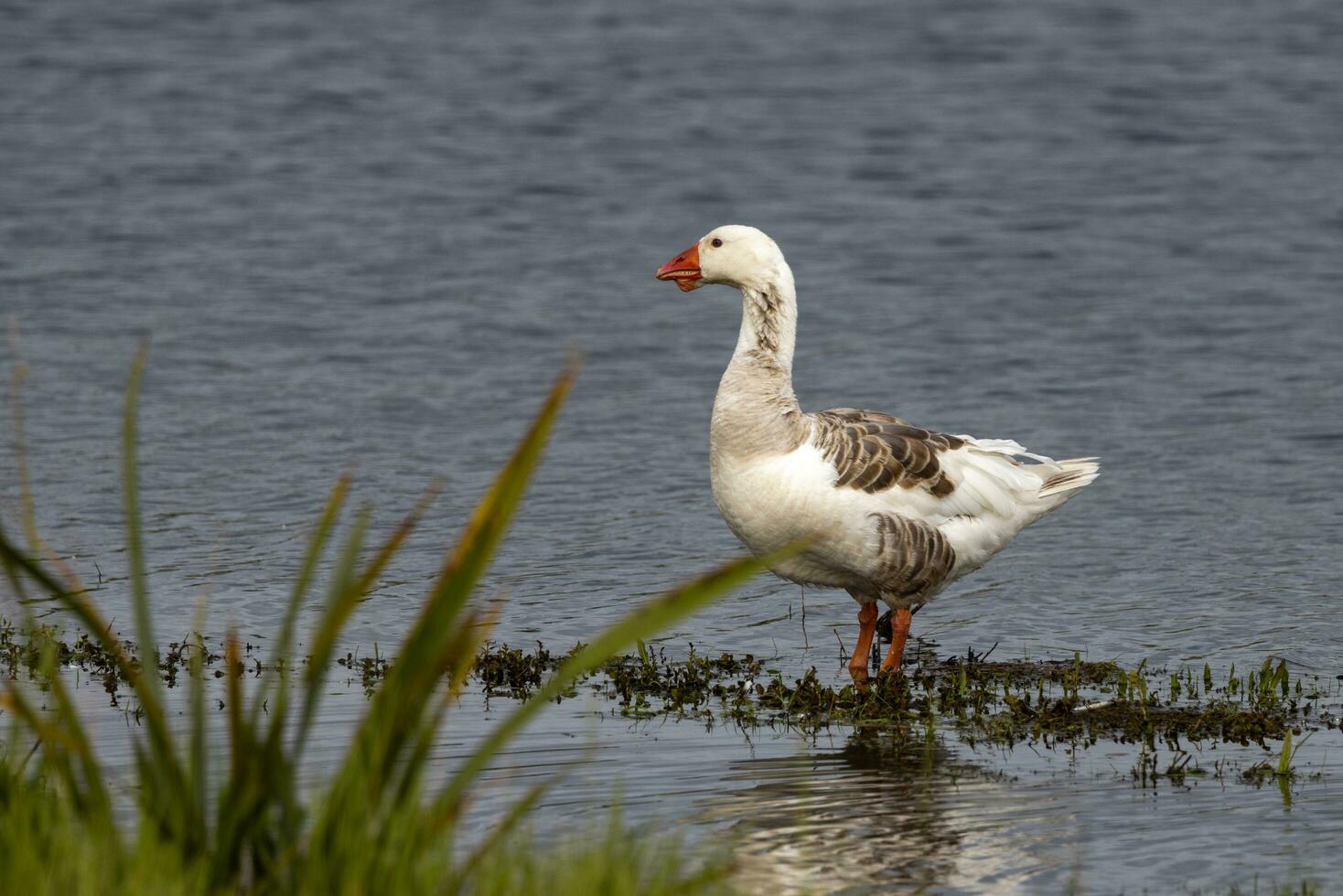 Greylag Goose in Australasia photo