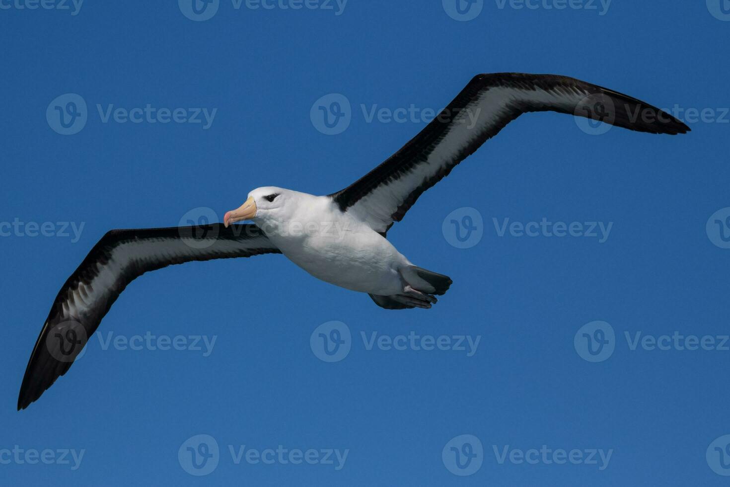Black-browed Albatross in Australasia photo
