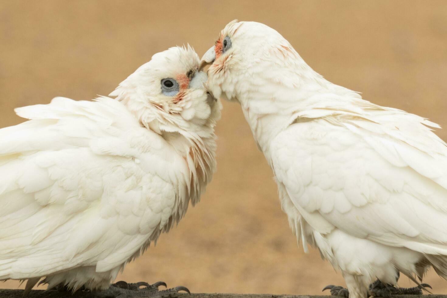 pequeño corella en Australia foto