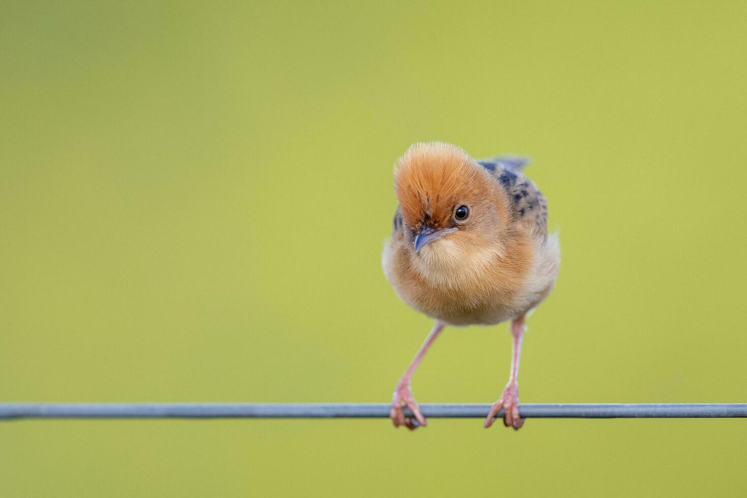 Golden-headed Cisticola in Australia photo