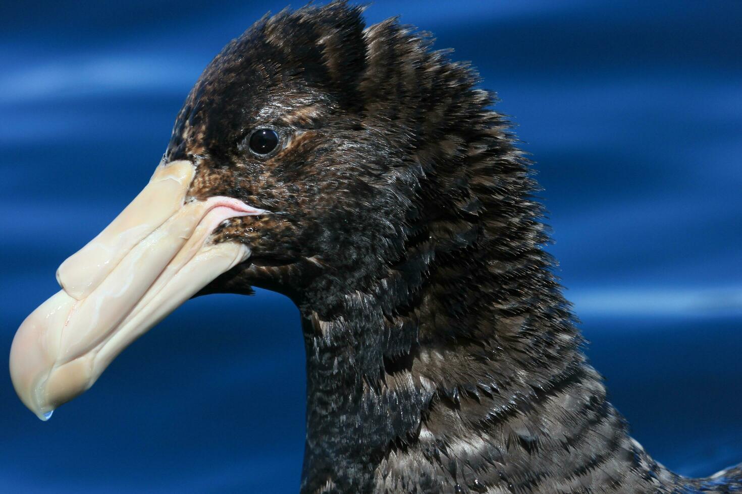 Northern Giant Petrel photo