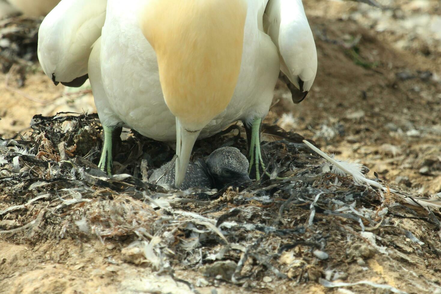 australasiano gannet en australasia foto