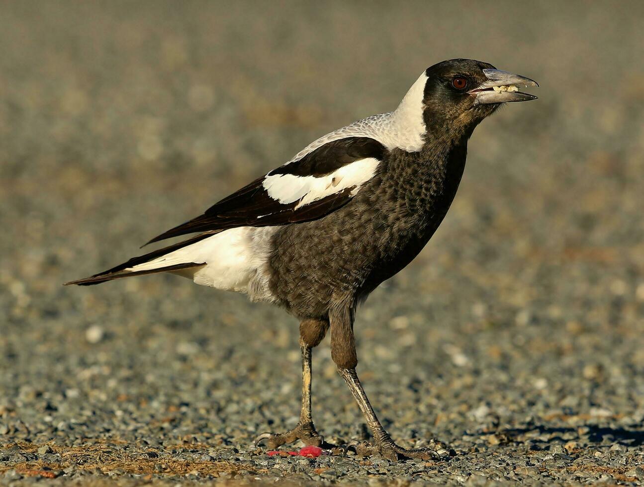 Australasian Magpie in Australia photo