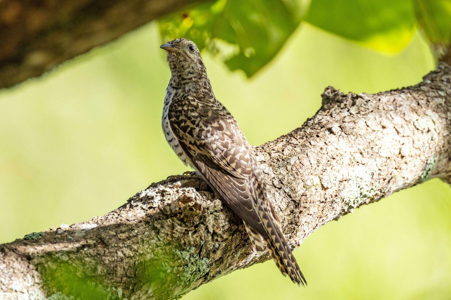 Brush Cuckoo in Australia photo