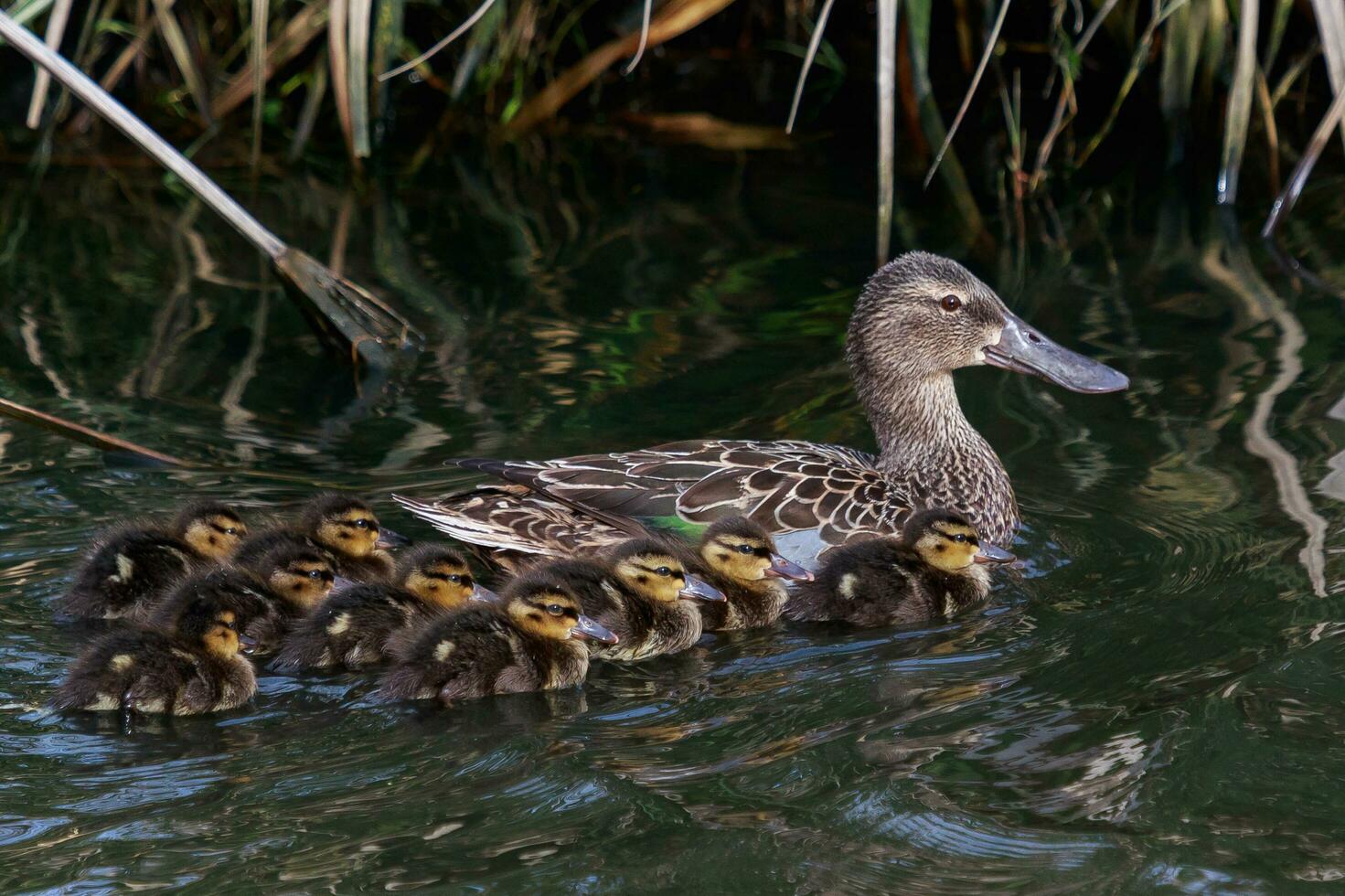 Australasian Shoveler Duck photo