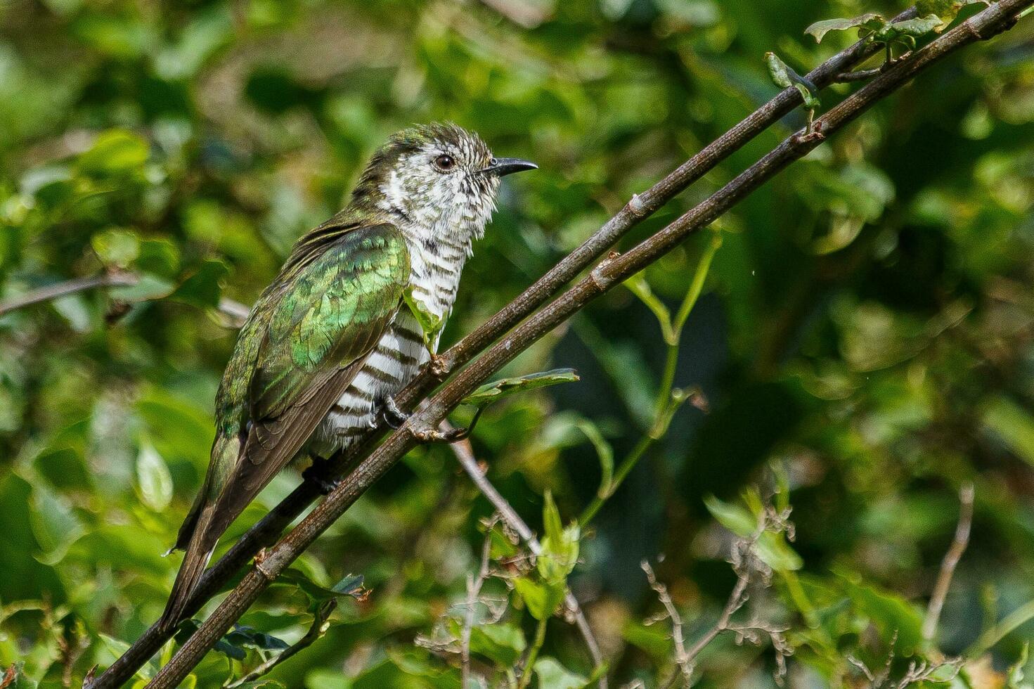 Shining Bronze Cuckoo photo