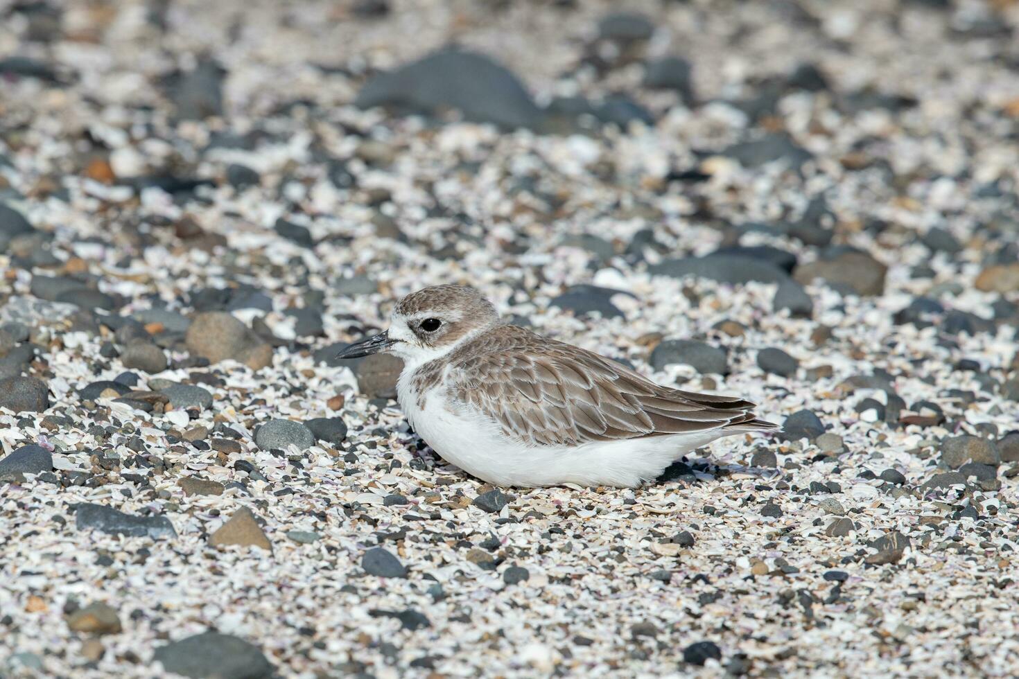 New Zealand Dotterel photo