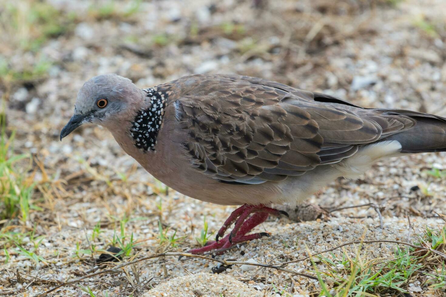 Spotted Dove in Australia photo