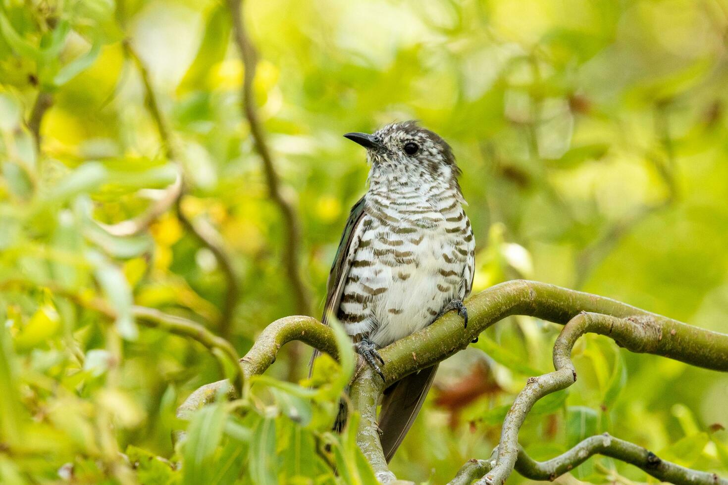 Shining Bronze Cuckoo photo