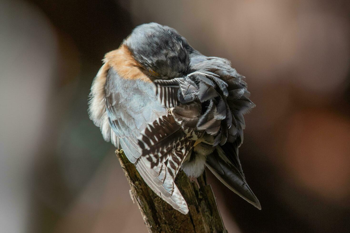 Fan-tailed Cuckoo in Australia photo