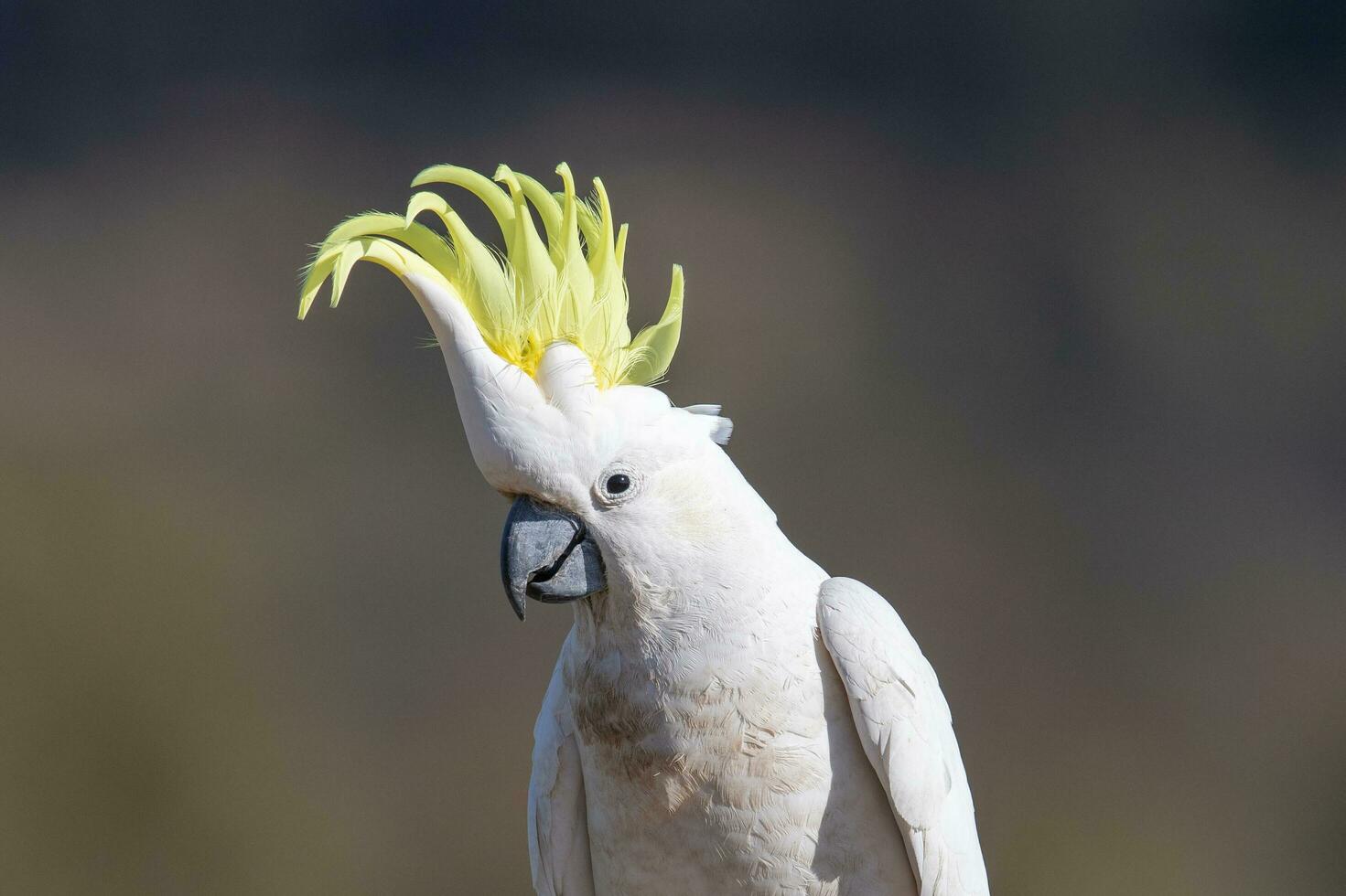 Sulphur-crested Cockatoo in Australia photo