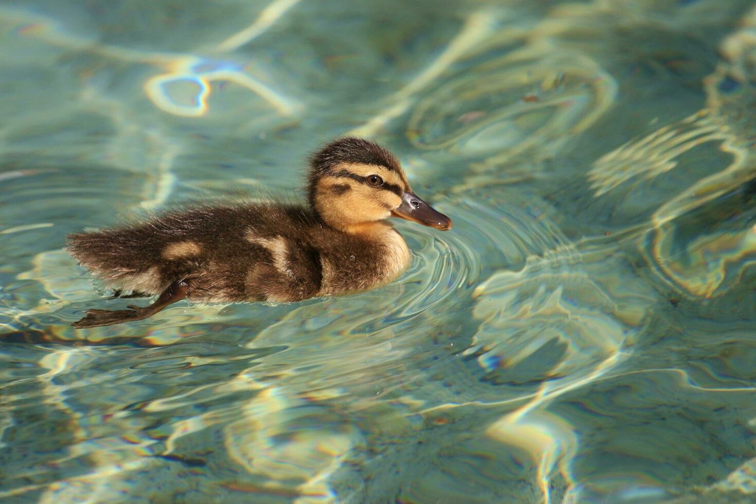 Common Mallard Duck photo