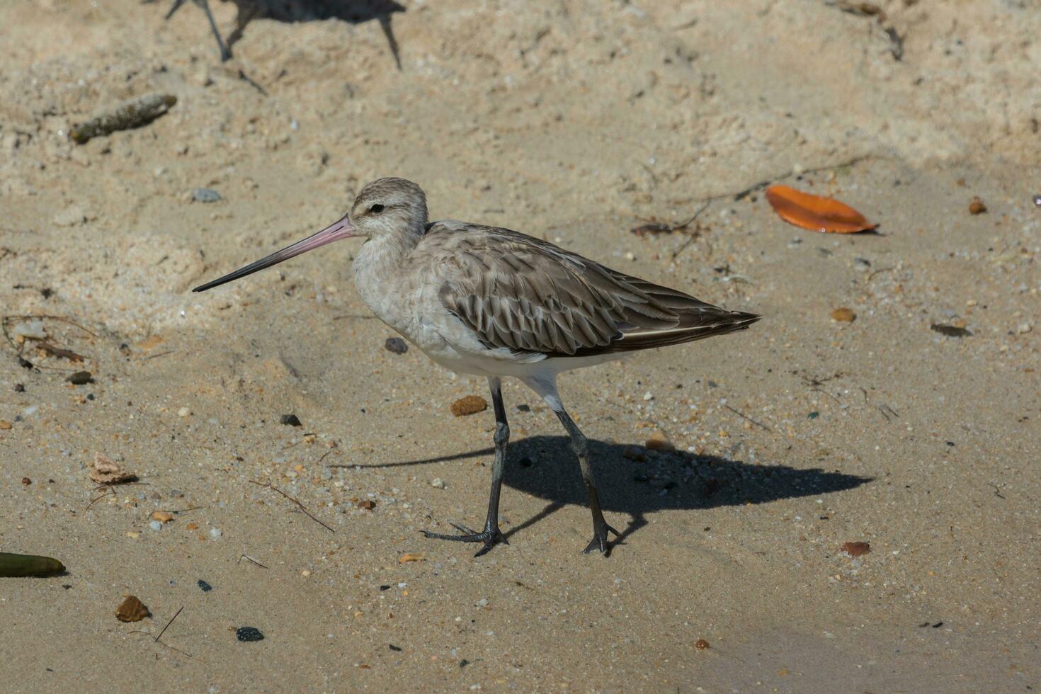 Bar-tailed Godwit in Australasia photo