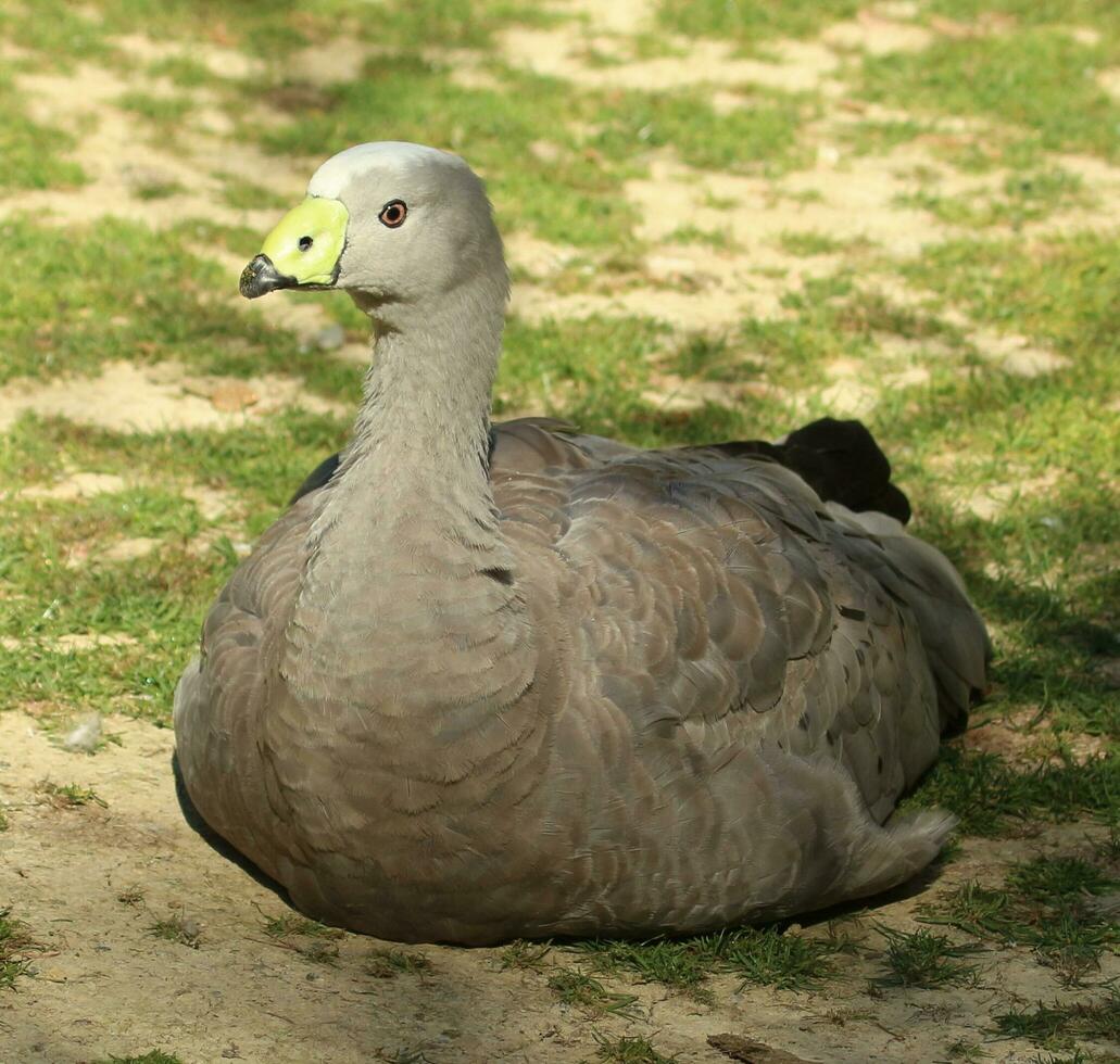 capa estéril ganso en Australia foto