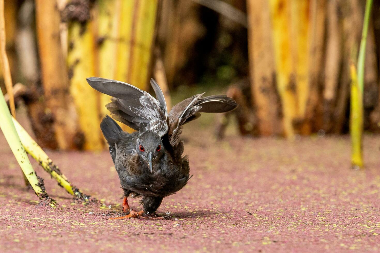Spotless Crake in Australasia photo