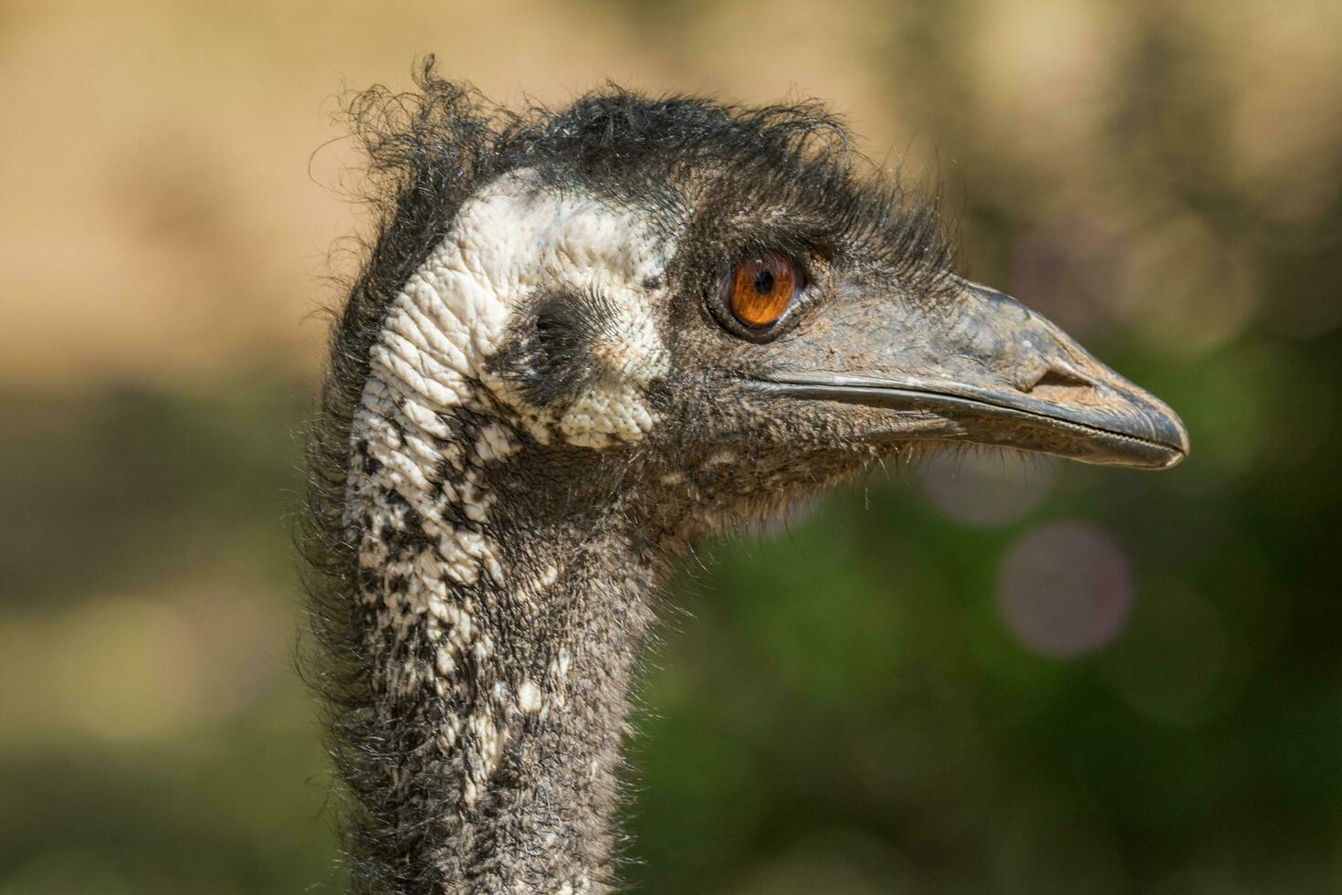 Emu Endemic Bird of Australia photo