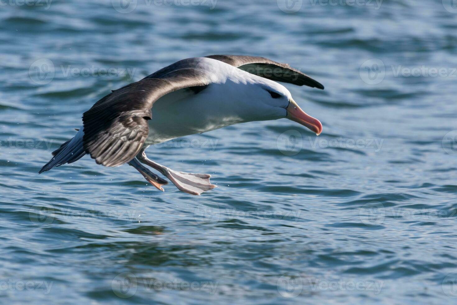 Black-browed Albatross in Australasia photo