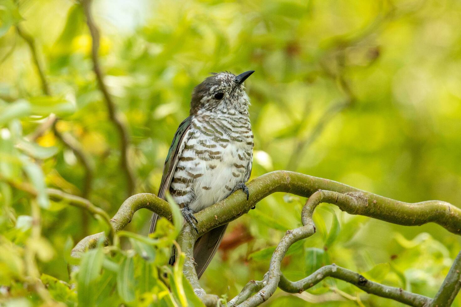 Shining Bronze Cuckoo photo