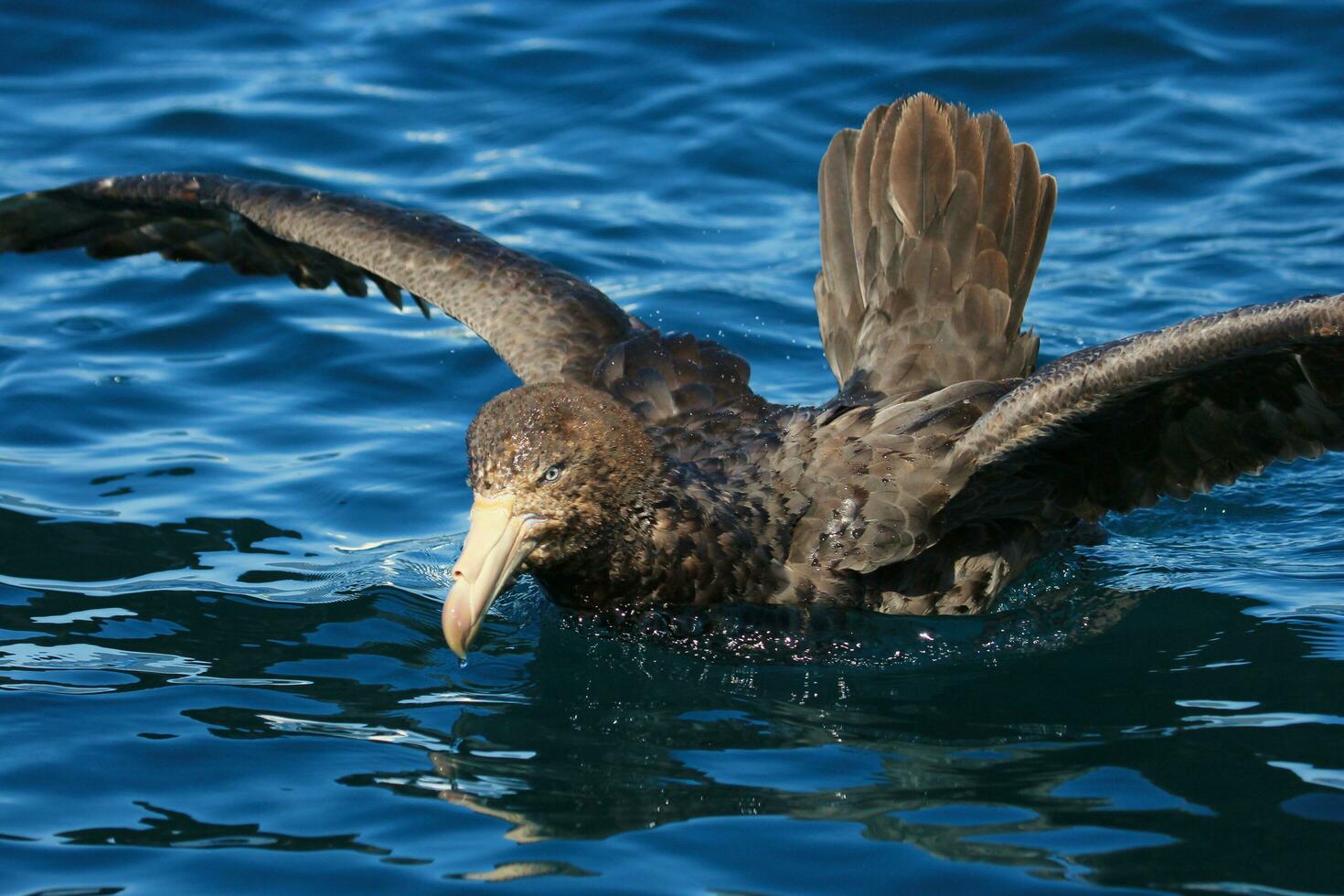 Northern Giant Petrel photo