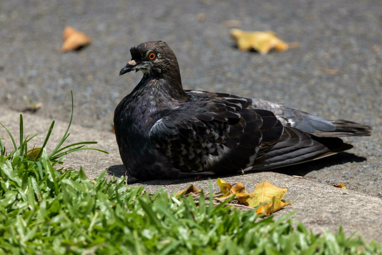 Rock Dove in Australia photo