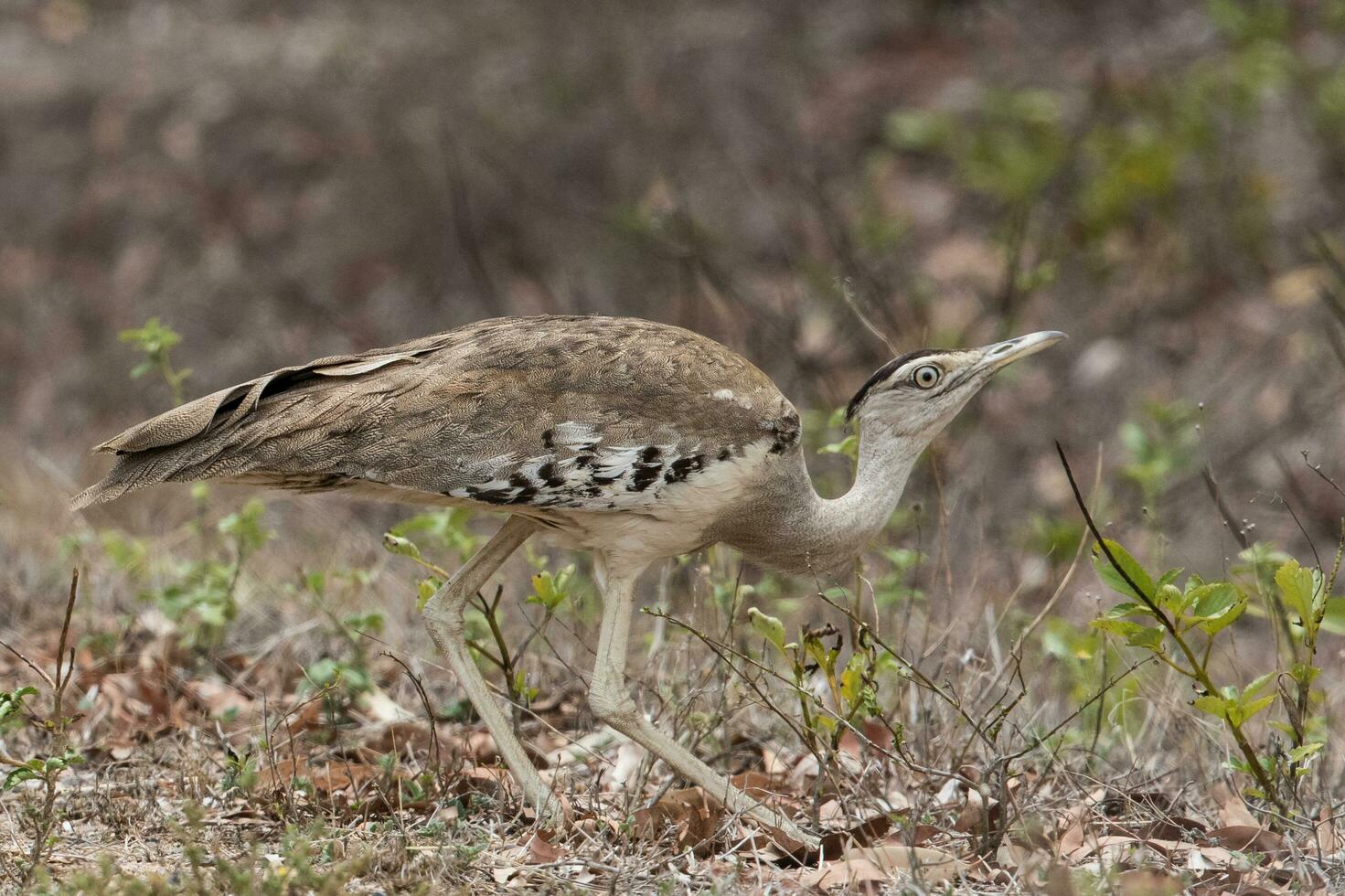 Australian Bustard Bird photo