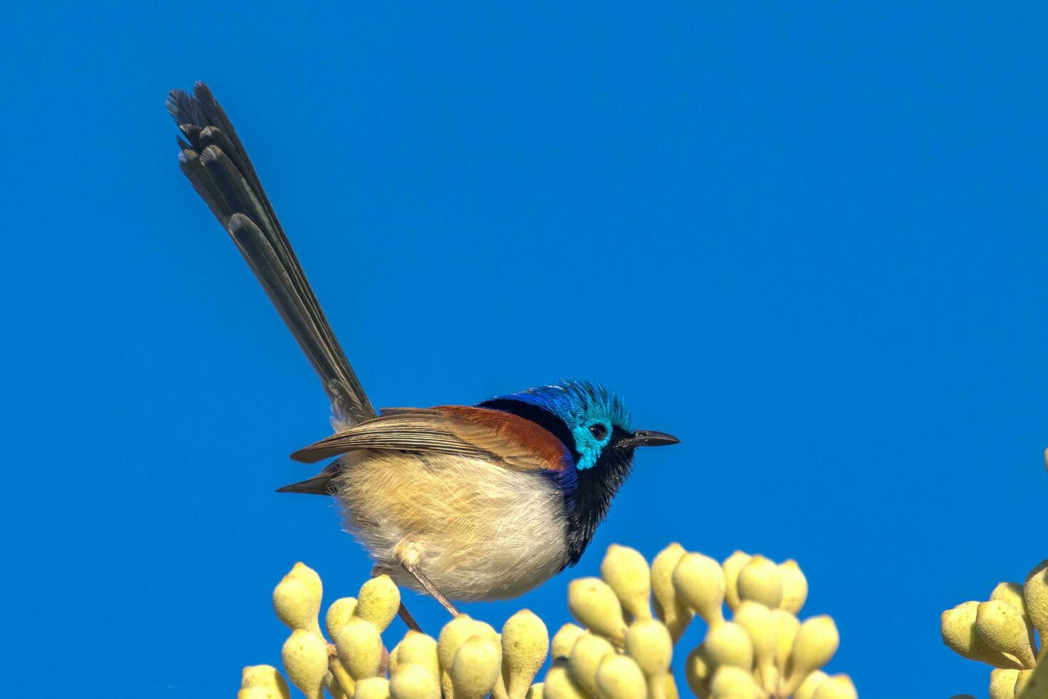 Purple-backed Fairywren in Australia photo