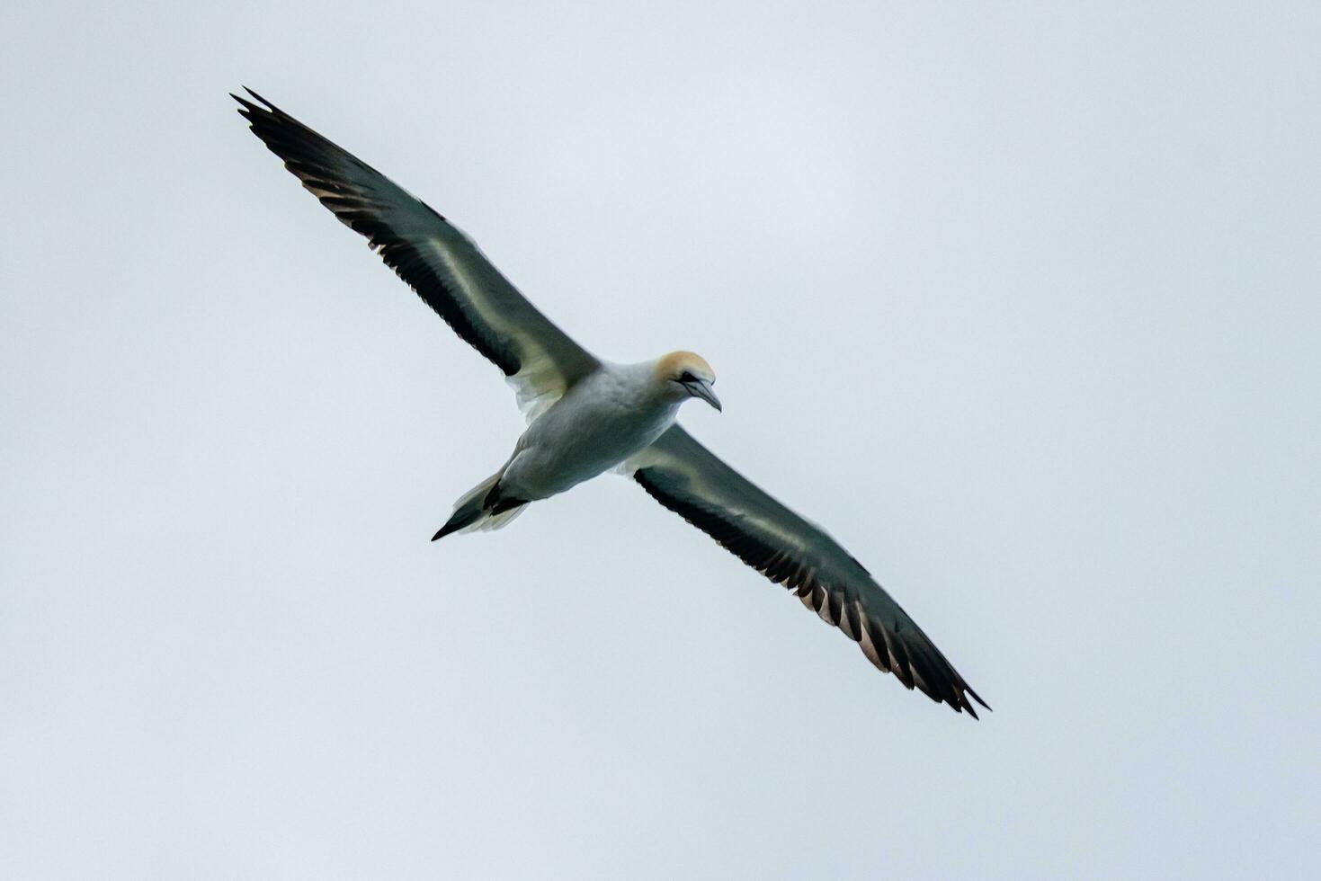 Australasian Gannet in Australasia photo