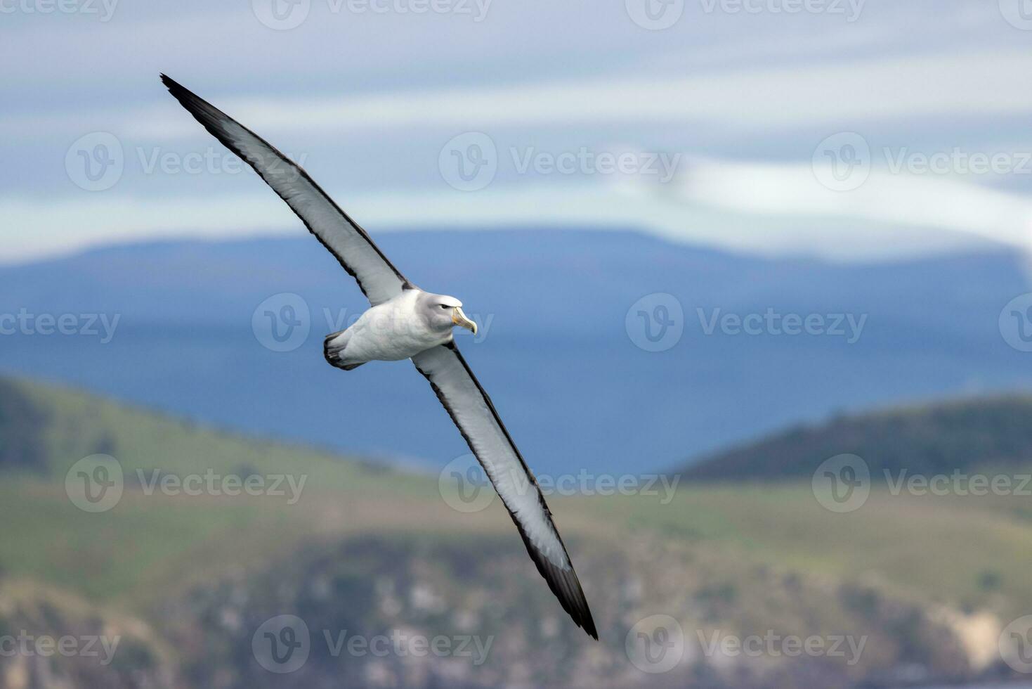 Salvin's Mollymawk Albatross photo