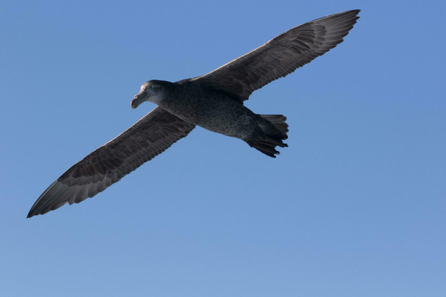 Northern Giant Petrel photo